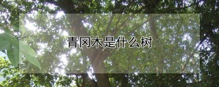 青冈木是什么树,第1图