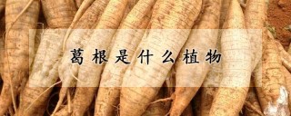 葛根是什么植物,第1图