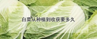 白菜从种植到收获要多久,第1图