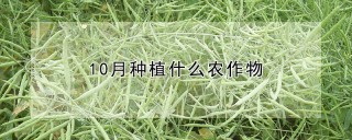 10月种植什么农作物,第1图