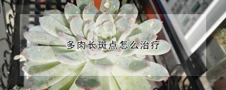 多肉长斑点怎么治疗,第1图