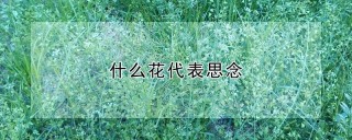 什么花代表思念,第1图