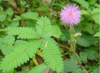 含羞草会开花吗，含羞草什么时候开花,第2图