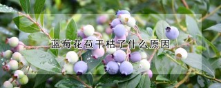 蓝莓花苞干枯了什么原因,第1图