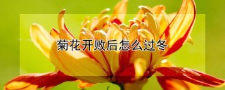 菊花开败后怎么过冬,第1图