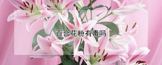 百合花粉有毒吗,第1图