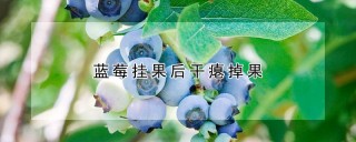 蓝莓挂果后干瘪掉果,第1图