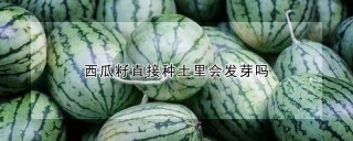 西瓜籽直接种土里会发芽吗,第1图