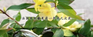 法国香水藤茉莉一年开几次花,第1图