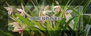 兰花能放在卧室吗,第1图