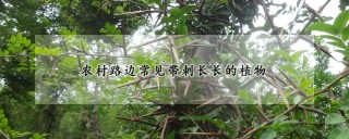 农村路边常见带刺长长的植物,第1图