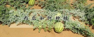 西瓜如何种植,第1图