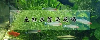 鱼缸水能浇花吗,第1图