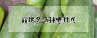 露地冬瓜种植时间,第1图