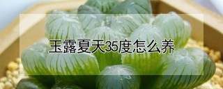 玉露夏天35度怎么养,第1图