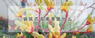 袋鼠爪花寓意是什么,第1图