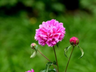 芍药花与牡丹花的区别，教你三种区别方法(属性/形态/花序),第5图