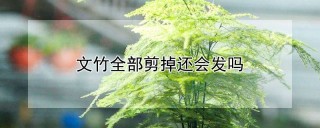 文竹全部剪掉还会发吗,第1图