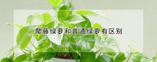 爬藤绿萝和普通绿萝有区别,第1图