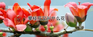 攀枝花又叫什么花,第1图