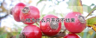 山楂为什么只开花不结果,第1图