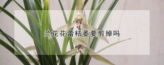 兰花花蕾枯萎要剪掉吗,第1图