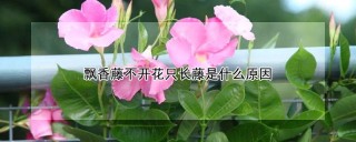 飘香藤不开花只长藤是什么原因,第1图