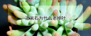 玉米石为什么老掉叶,第1图