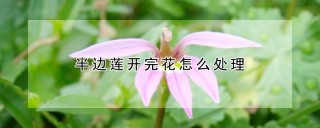 半边莲开完花怎么处理,第1图