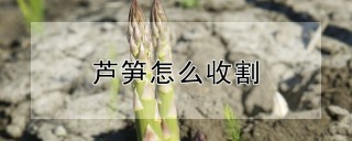 芦笋怎么收割,第1图