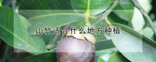 山竹适合什么地方种植,第1图