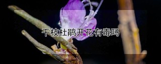 干枝杜鹃开花有毒吗,第1图