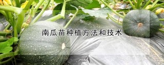 南瓜苗种植方法和技术,第1图