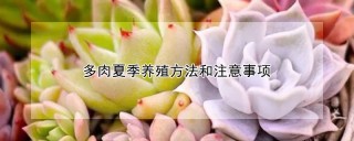 多肉夏季养殖方法和注意事项,第1图