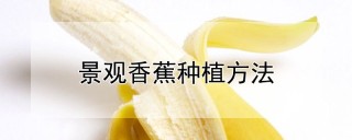 景观香蕉种植方法,第1图