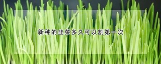 新种的韭菜多久可以割第一次,第1图