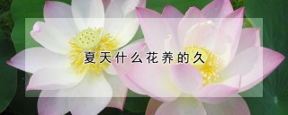 夏天什么花养的久,第1图