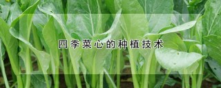 四季菜心的种植技术,第1图