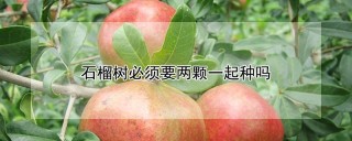 石榴树必须要两颗一起种吗,第1图