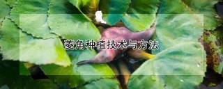 菱角种植技术与方法,第1图