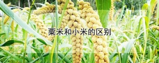 粟米和小米的区别,第1图