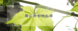 爬山虎长什么样,第1图