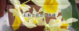 石斛兰花怎么养殖,第1图