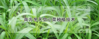 南方冬天空心菜种植技术,第1图