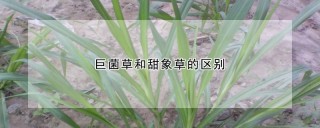 巨菌草和甜象草的区别,第1图