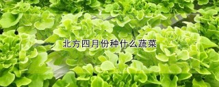 北方四月份种什么蔬菜,第1图