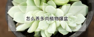 怎么养多肉植物爆盆,第1图