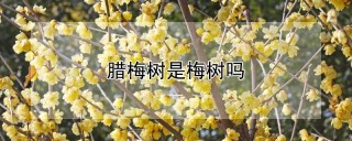 腊梅树是梅树吗,第1图