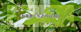 秋葵第二年还可以活吗,第1图