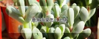 鹿角海棠怎么出锦,第1图